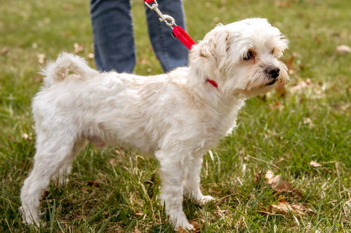 Alcott-Not at the Shelter