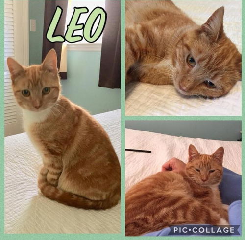 Leo-At Petsmart