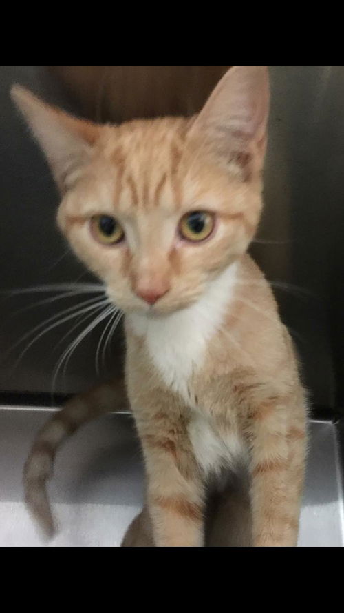 Ginger-Visit her at PetSmart