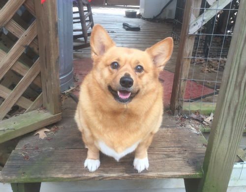 Lucy - Not at the Shelter