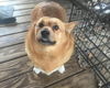 Lucy - Not at the Shelter