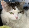Patches - Not at the Shelter