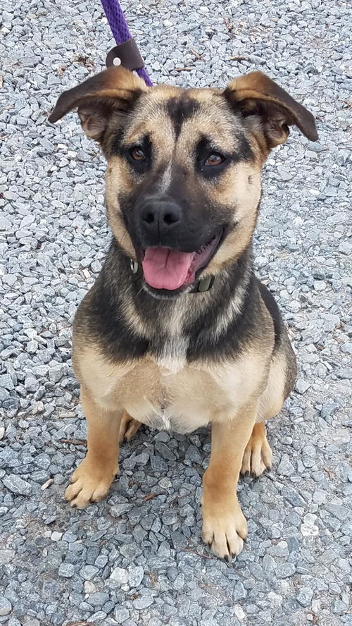 Anna - Not at the Shelter