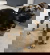 Anna - Not at the Shelter