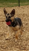 Anna - Not at the Shelter