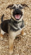 Anna - Not at the Shelter