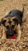 Anna - Not at the Shelter