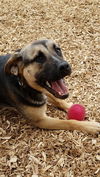 Anna - Not at the Shelter