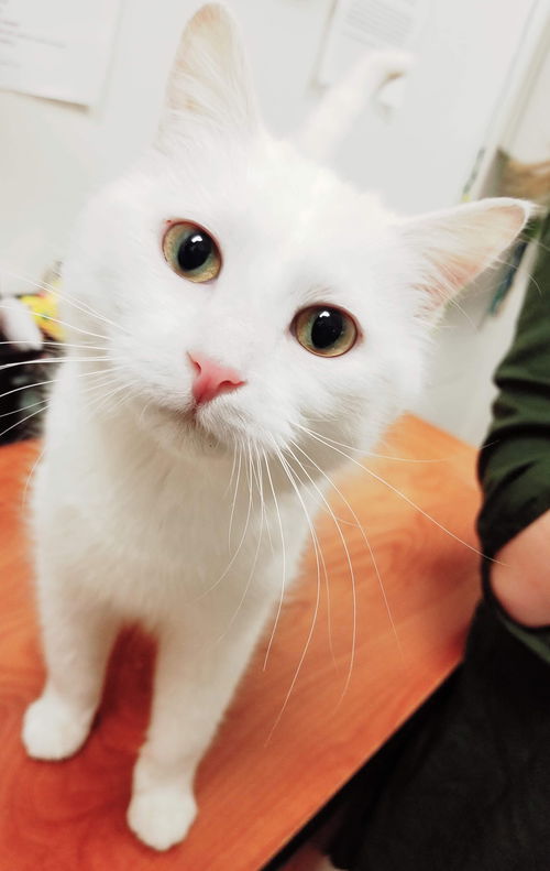 Nilla-Visit her at Petsmart