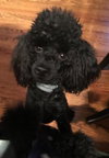 Dexter-Not at the Shelter