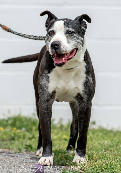 Judd - Not at the Shelter