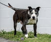 Judd - Not at the Shelter