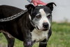 Judd - Not at the Shelter