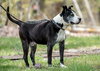 Judd - Not at the Shelter