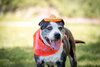 Judd - Not at the Shelter