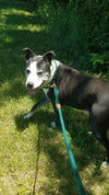 Judd - Not at the Shelter