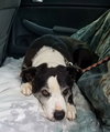 Judd - Not at the Shelter