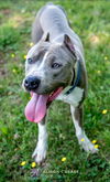 Brad Pitt - Not at the Shelter