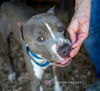 Brad Pitt - Not at the Shelter