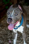 Brad Pitt - Not at the Shelter