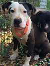 Jilly (aka Joker)-Not at the Shelter