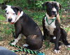 Jilly (aka Joker)-Not at the Shelter