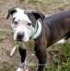 Jilly (aka Joker)-Not at the Shelter