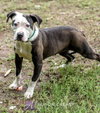 Jilly (aka Joker)-Not at the Shelter