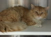 Dexter - at the Shelter