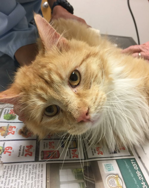 Dexter - at the Shelter