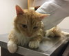 Dexter - at the Shelter