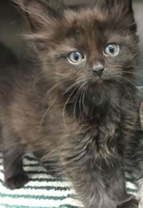 Harry - at the Shelter