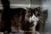 Wynkie-(Wynkin) Visit her at PetSmart
