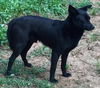 Sam-Not at the Shelter
