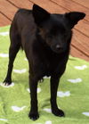 Sam-Not at the Shelter