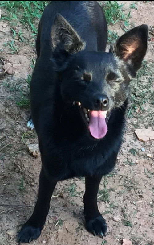 Sam-Not at the Shelter