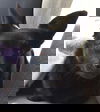 Sam-Not at the Shelter