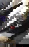 Sam-Not at the Shelter