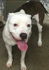 Duke-At the Shelter