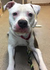 Duke-At the Shelter