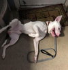 Duke-At the Shelter
