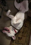 Duke-At the Shelter