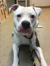 Duke-At the Shelter