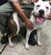 Duke-At the Shelter