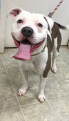 Duke-At the Shelter