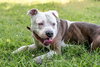 Duke-At the Shelter