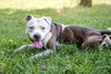Duke-At the Shelter