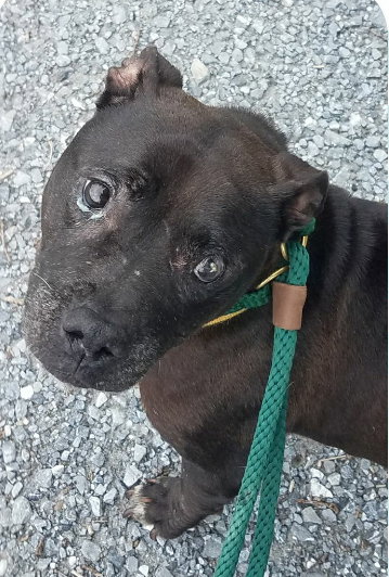 Mary Kate - Not at the Shelter