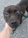 Mary Kate - Not at the Shelter