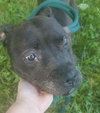 Mary Kate - Not at the Shelter
